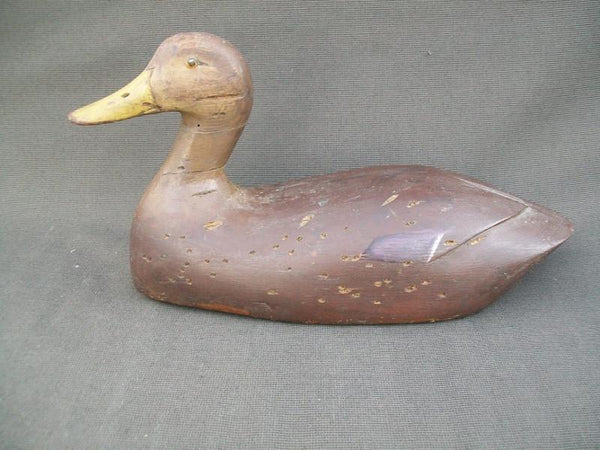 High Headed Canada Black Duck