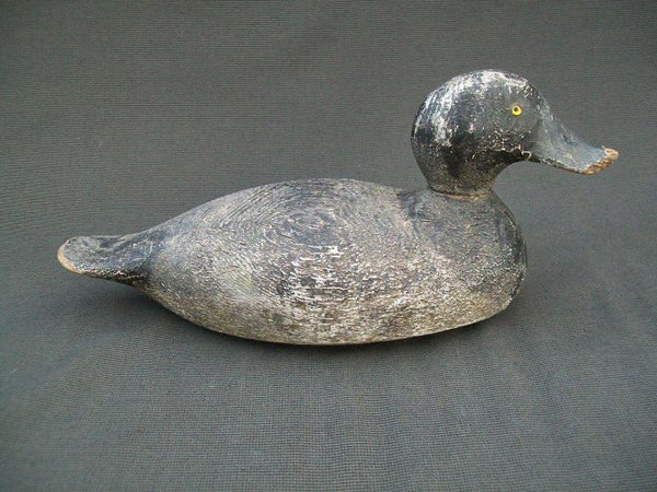 Evans Competition Grade Blue Bill