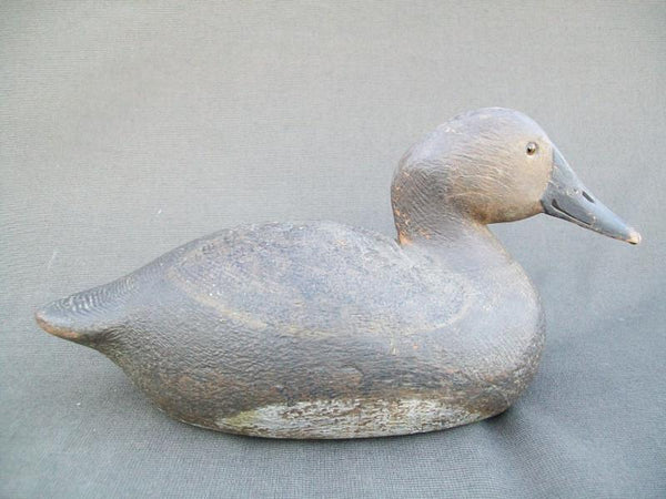 Michigan Canvasback Hen