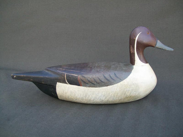 Illinois River Pintail