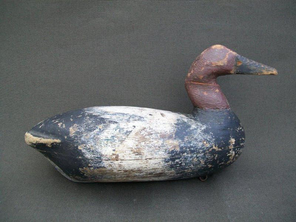 Canvasback