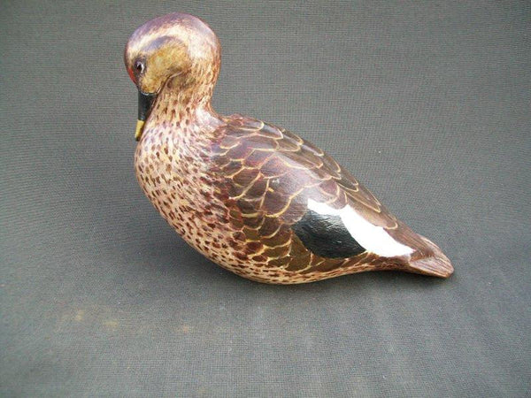 Preening hollow Spotbill duck