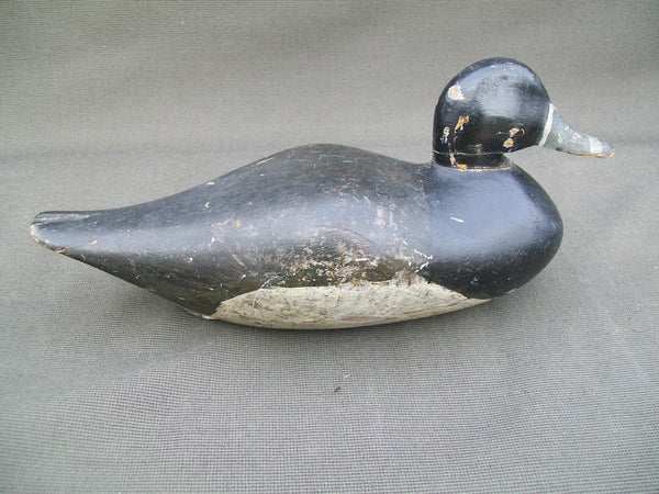 Early Ohio Ring Neck, Circa 1900   (#3026)