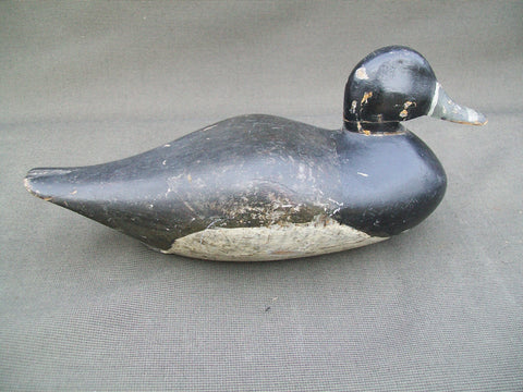 Early Ohio Ring Neck, Circa 1900   (#3026)