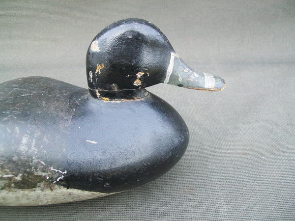 Early Ohio Ring Neck, Circa 1900   (#3026)