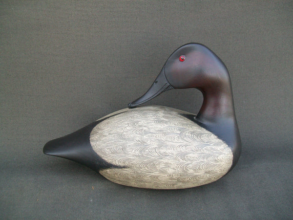 Spielman Preening Canvasback