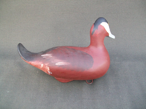 Harry Jobes Ruddy Duck