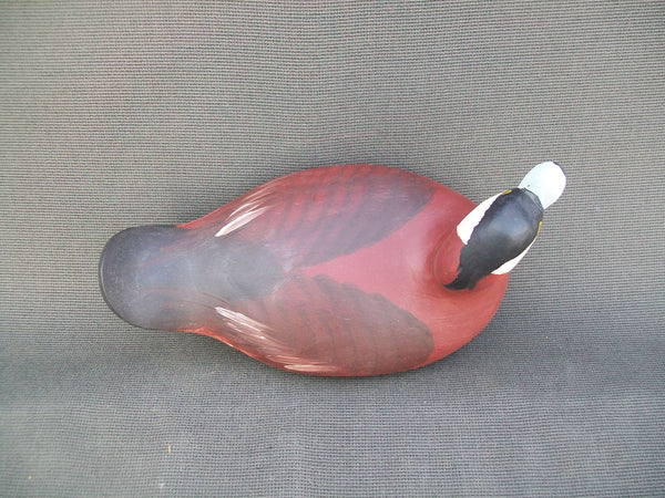 Harry Jobes Ruddy Duck