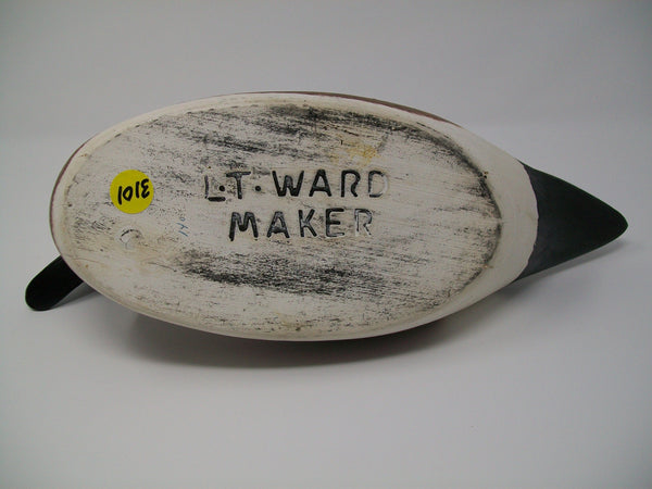 Torry Ward Widgeon, Manitoba Canada   (#3101)