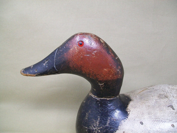 Evans Canvasback, Original Paint, Mammoth Grade, Circa 1930's  (#3370)