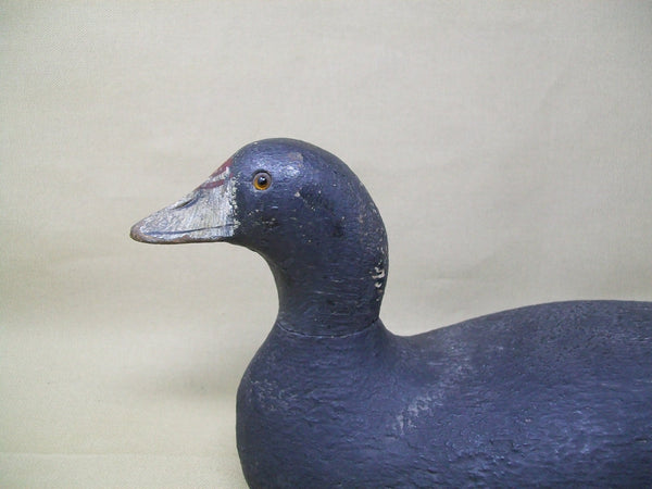 Pratt Factory Rough Feather Finish Coot- Circa 1930's  (#3373)
