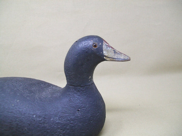 Pratt Factory Rough Feather Finish Coot- Circa 1930's  (#3373)