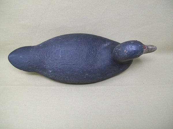 Pratt Factory Rough Feather Finish Coot- Circa 1930's  (#3373)