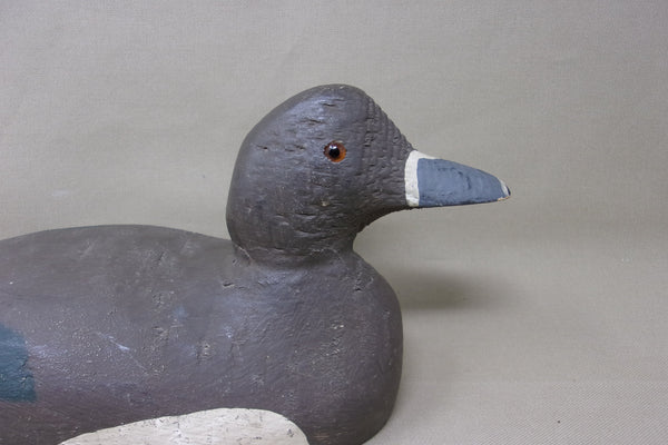 Rare, Padco Ringneck Hen, Never Rigged  (#3487)