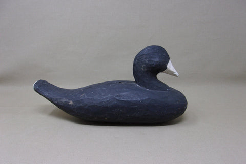 Louisiana Coot, original  (#3537)