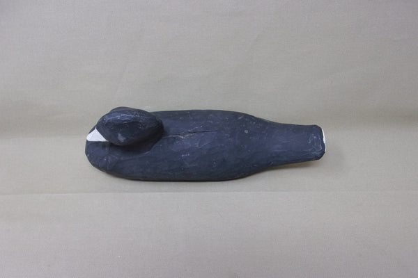 Louisiana Coot, original  (#3537)