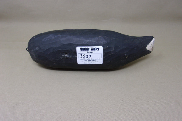 Louisiana Coot, original  (#3537)