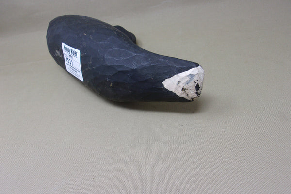 Louisiana Coot, original  (#3537)