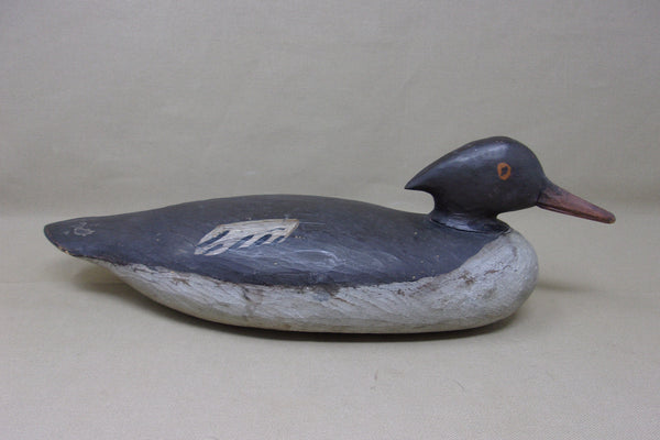 Merganser Hen, Maine, Painted Eye  (#3569)