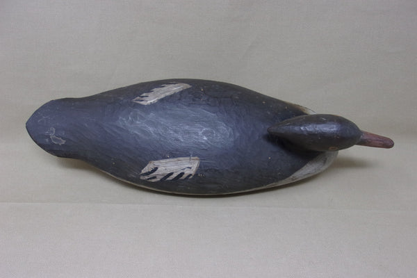 Merganser Hen, Maine, Painted Eye  (#3569)