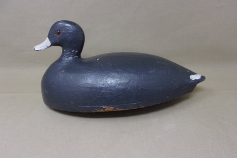 Long Point Coot, Circa 1910's (#3768)