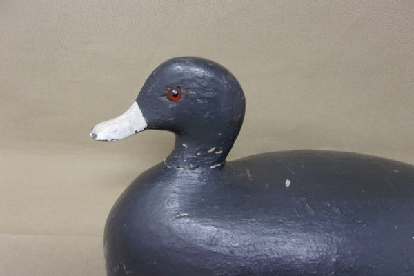 Long Point Coot, Circa 1910's (#3768)