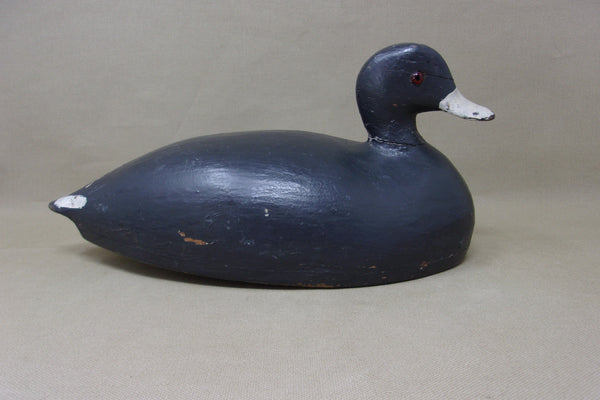Long Point Coot, Circa 1910's (#3768)