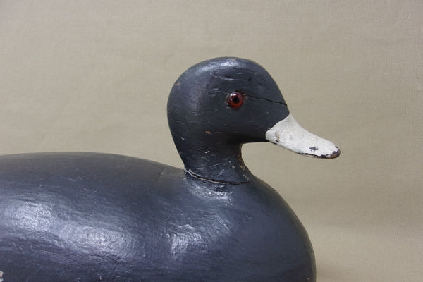 Long Point Coot, Circa 1910's (#3768)