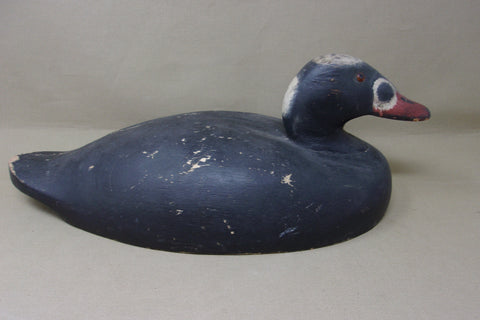 Rare Wildfowler Scoter, Old Saybrook, (#3861)
