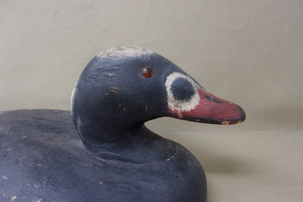 Rare Wildfowler Scoter, Old Saybrook, (#3861)