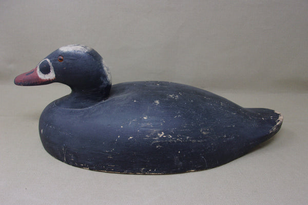 Rare Wildfowler Scoter, Old Saybrook, (#3861)