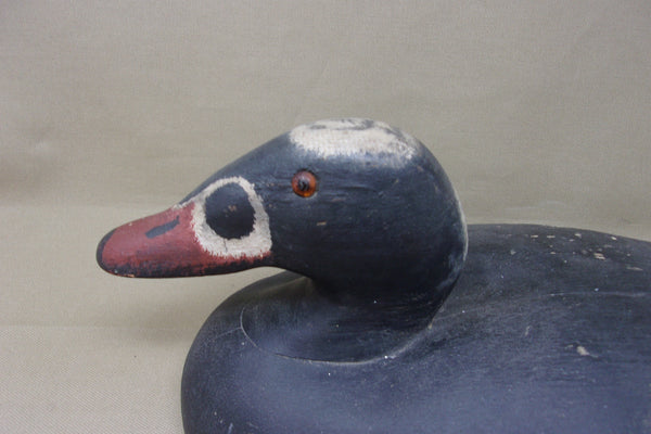 Rare Wildfowler Scoter, Old Saybrook, (#3861)