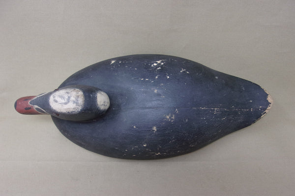 Rare Wildfowler Scoter, Old Saybrook, (#3861)