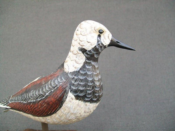 Standing Ruddy Turnstone