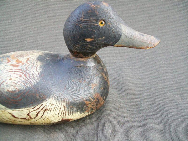 Hayes Blue Bill Drake