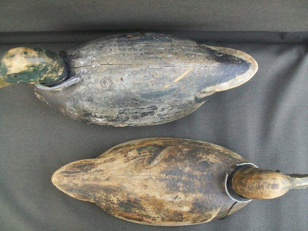 Canada Mallards William Clark