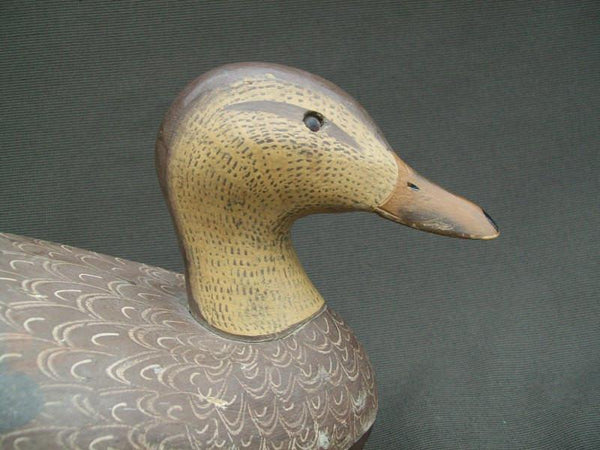 Ken Harris working Mallard Hen