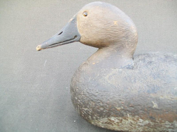 Michigan Canvasback Hen