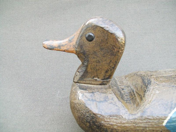 Mississippi River Mallard hen with tackeyes