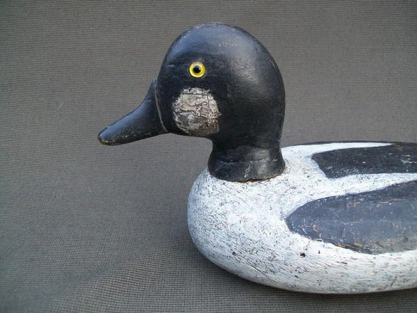 Golden Eye Drake Upstate New York with Stevens Influence