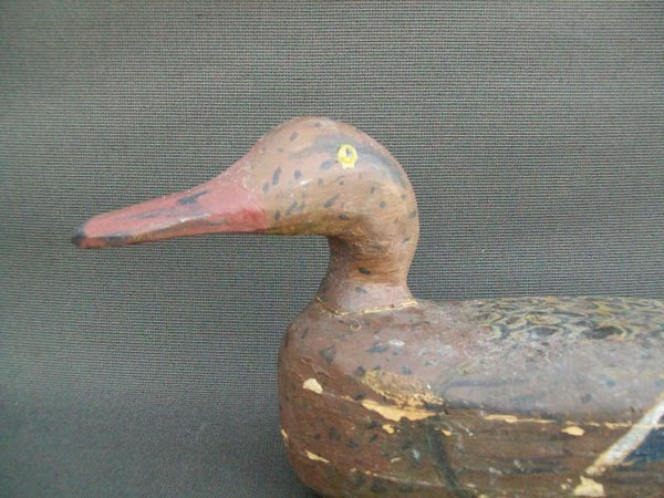 Mississippi River Mallard Hen Circa 1900s