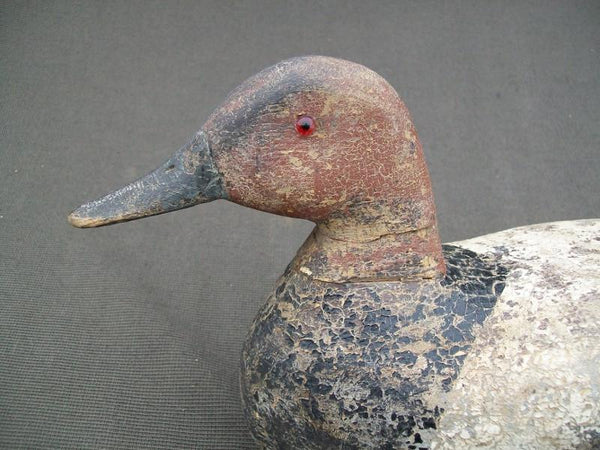 Illinois River Canvasback with weight