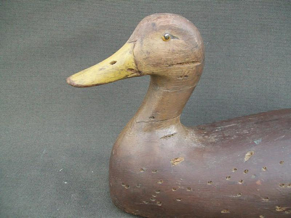 High Headed Canada Black Duck