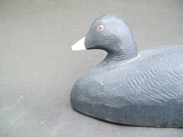 Herters Santa Marta Coot