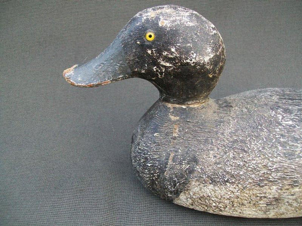 Evans Competition Grade Blue Bill