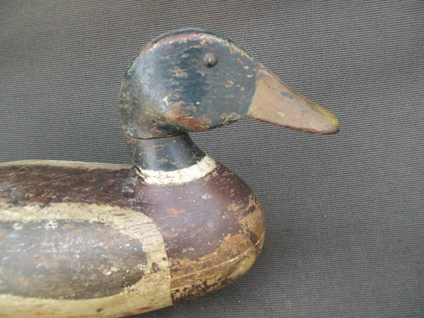 Leonard Doran Mallard Drake, Pekin Illinois