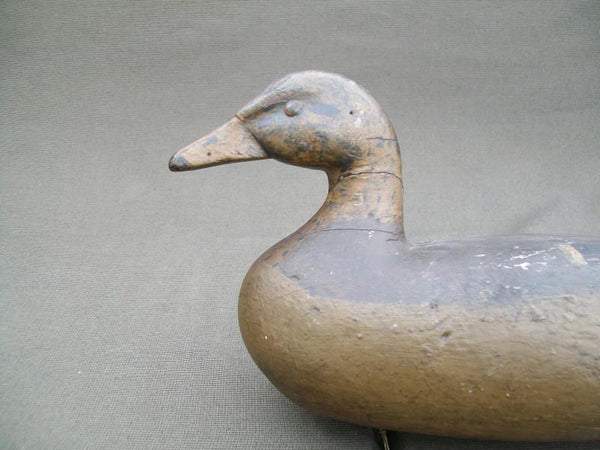 Charles Althoff Mallard Hen