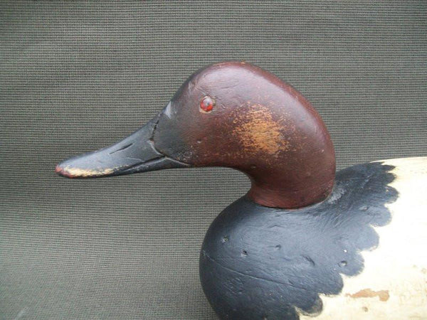 Hollow Mason Premier Canvasback Drake