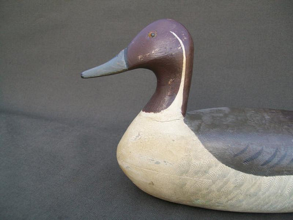 Illinois River Pintail