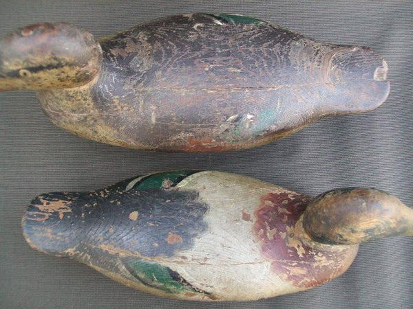 Hays Mallards - Rigmates Pair